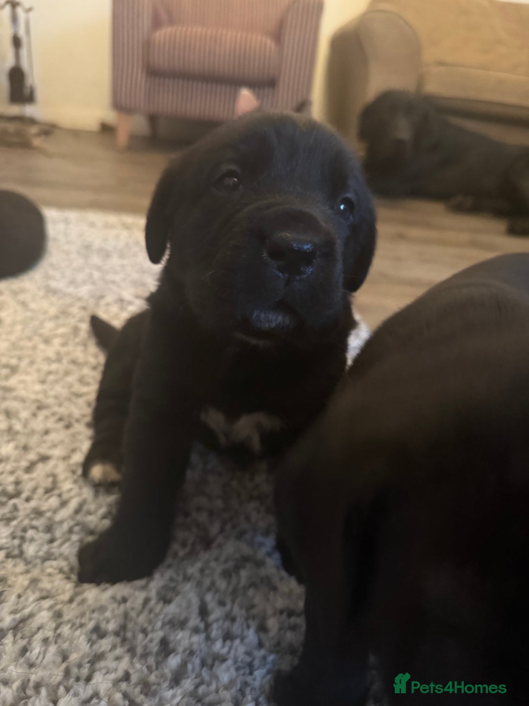 Mixed Breed dogs for sale: Labrador x corso puppies  - Advert 5