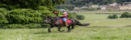 Fell horses for sale: Townend Lady Talisker 13.3 Registered Fell Pony  in Chesterfield - Advert 2
