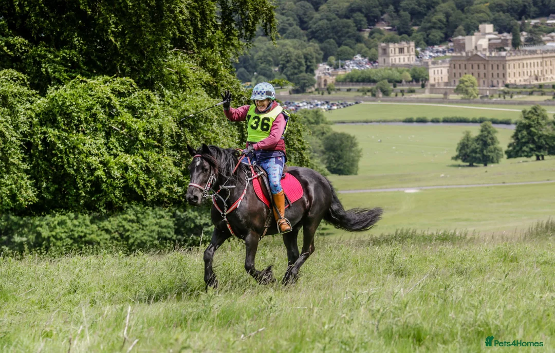 Fell horses for sale: Townend Lady Talisker 13.3 Registered Fell Pony  in Chesterfield - Advert 2