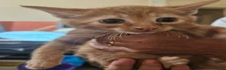Mixed Breed cats for sale: Kittens for sale in Chesterfield - Advert 3