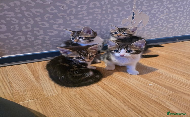Bengal cats - Advert 16