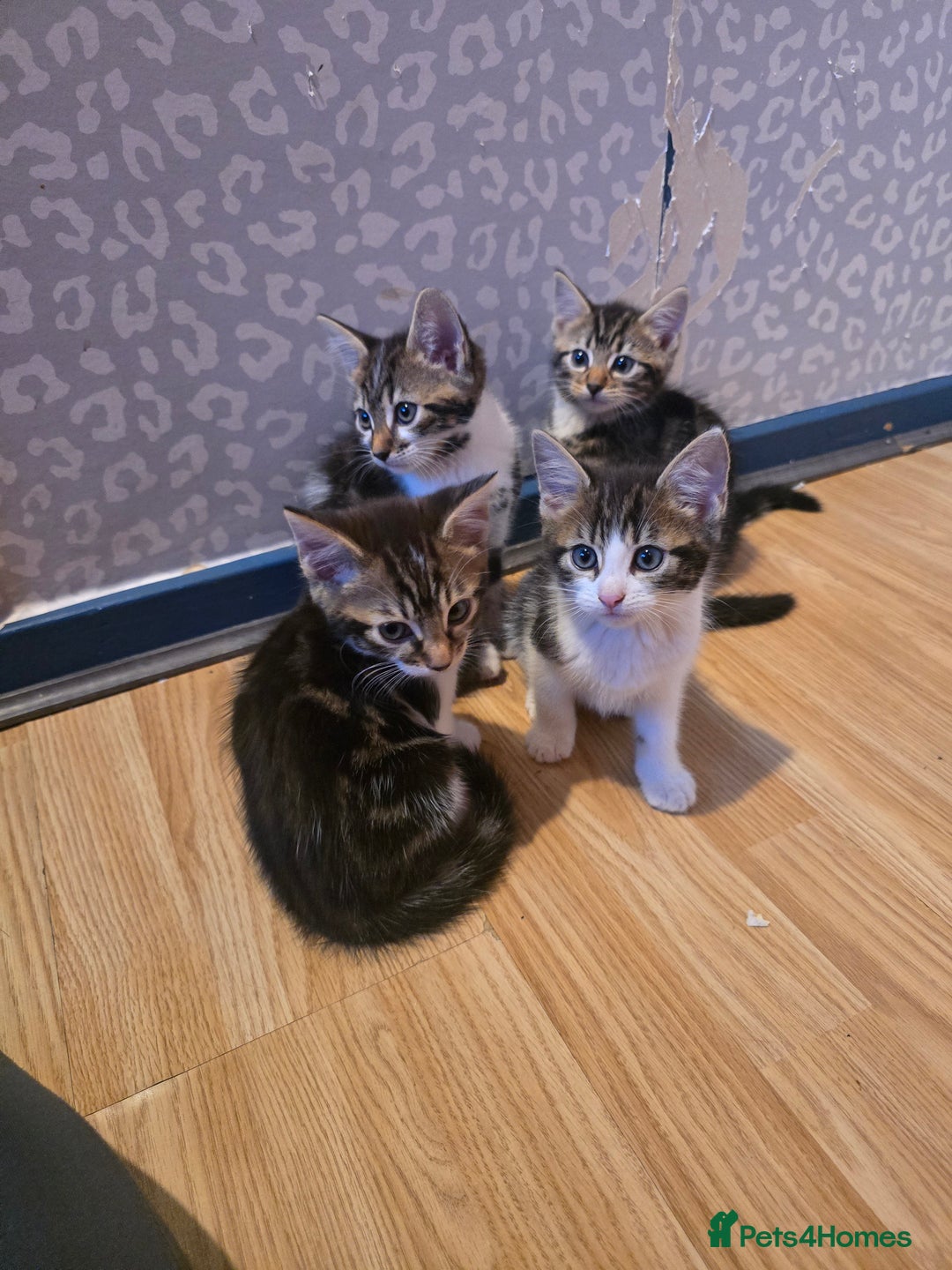 Bengal cats for sale: Very cute Mixed bengal kittens (4 males) - Image 1