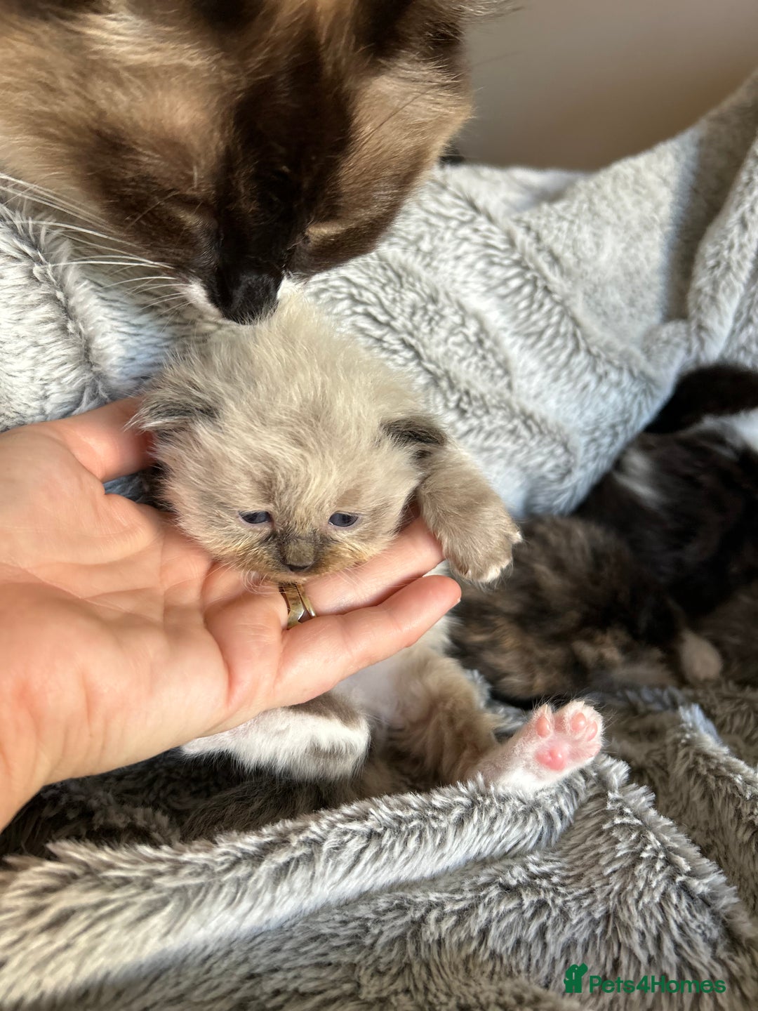 Ragdoll cats for sale: Ragdoll X Persian kittens - Image 6