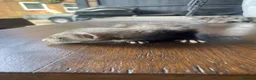 Ferret rodents for sale: 2 polecat hobs  in Waterlooville - Advert 4