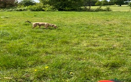 Mixed Breed dogs for sale: Max 11 month - Male  - Image 6