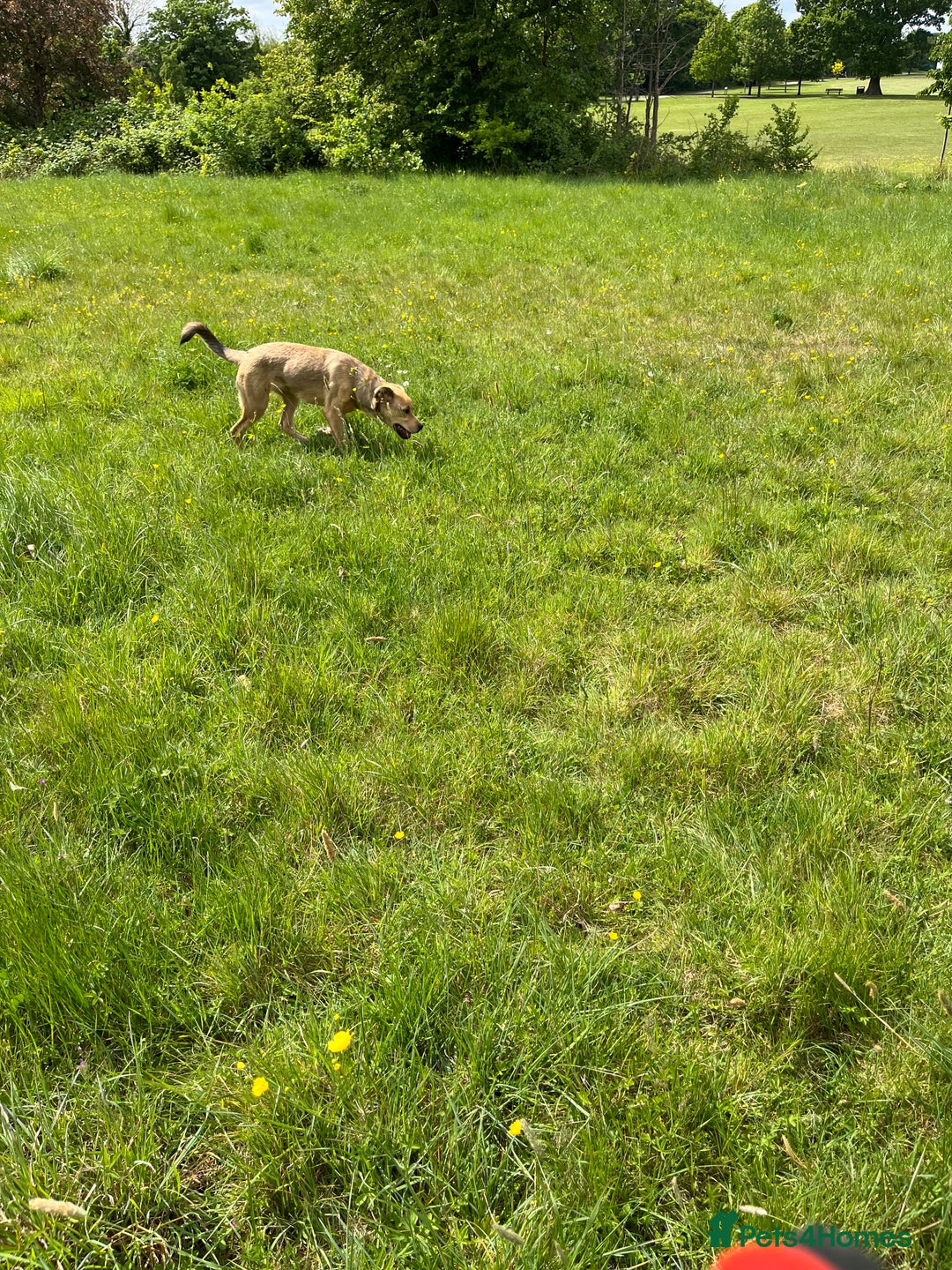 Mixed Breed dogs for sale: Max 11 month - Male  - Image 6