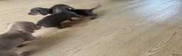 Miniature Dachshund dogs for sale: 3 beautiful Dacshund baby’s  - Advert 9