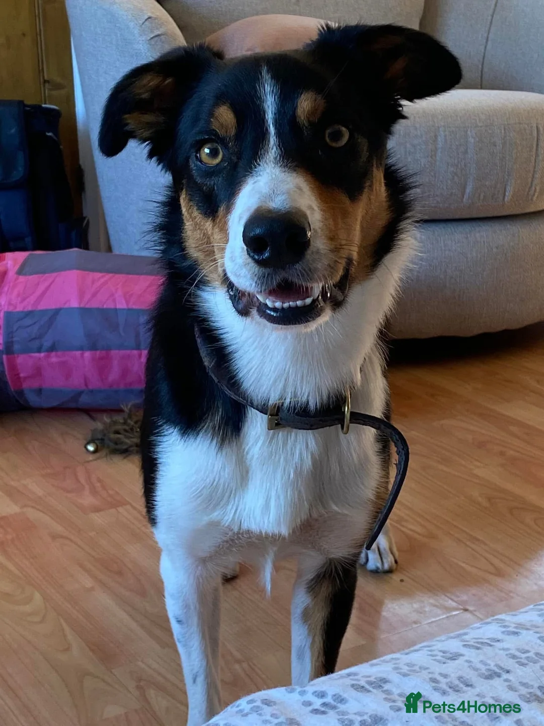 Border Collie dogs for sale: FREE Active, Loving Border Collie – 4 Years Old - Advert 3