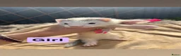 Ferret rodents for sale: part angora ferret  kits  - Advert 5