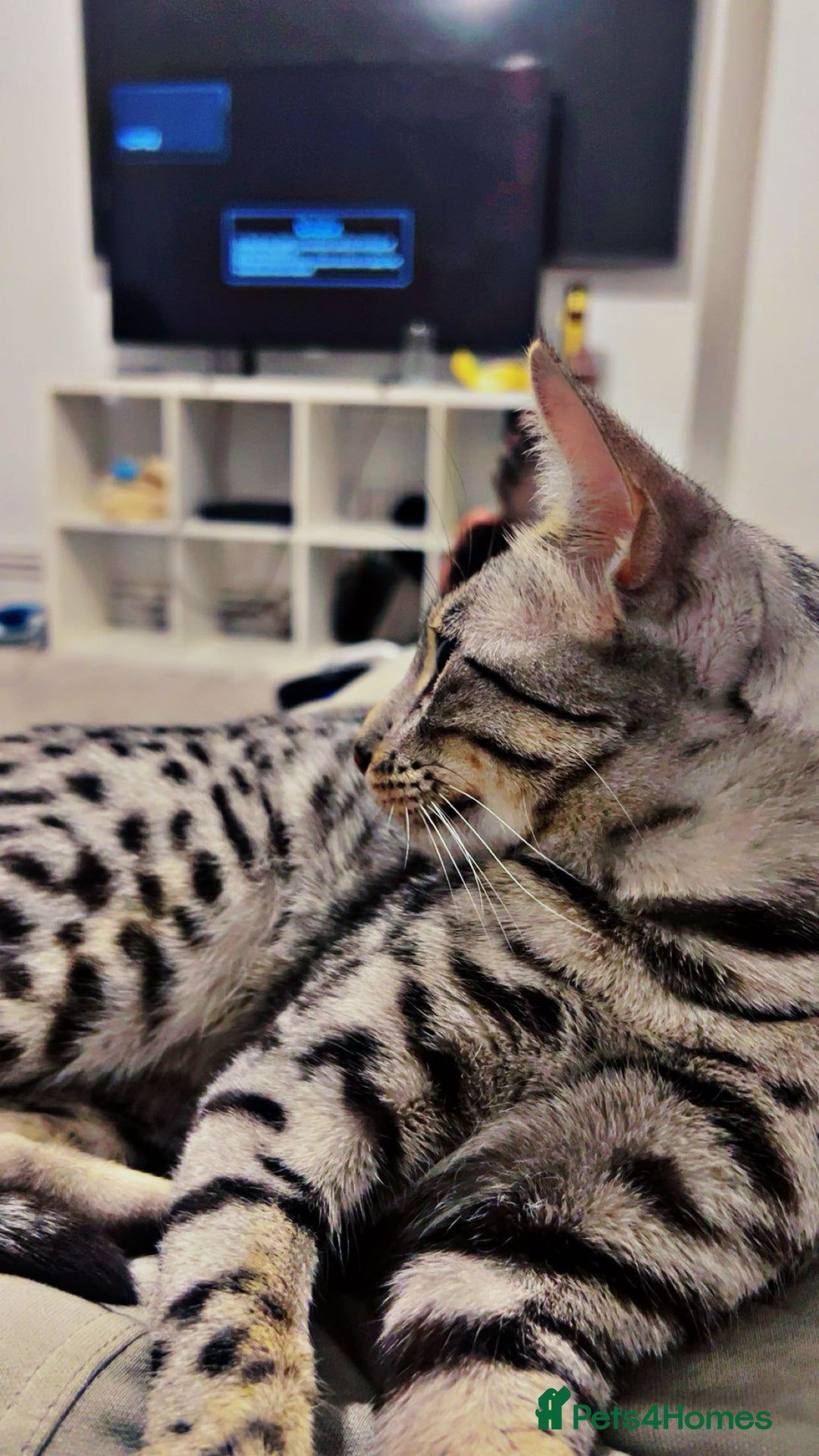Savannah cats for sale: Saphire - Image 5