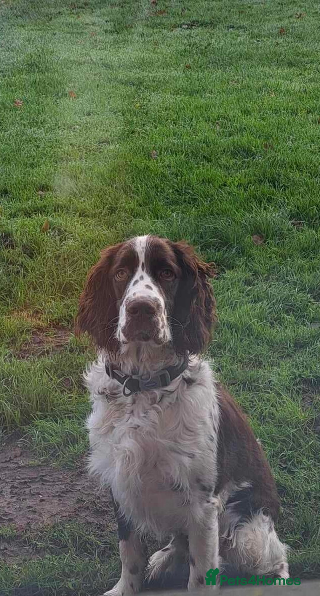 English Springer Spaniel dogs for sale: ESS RKC reg pups - Advert 11