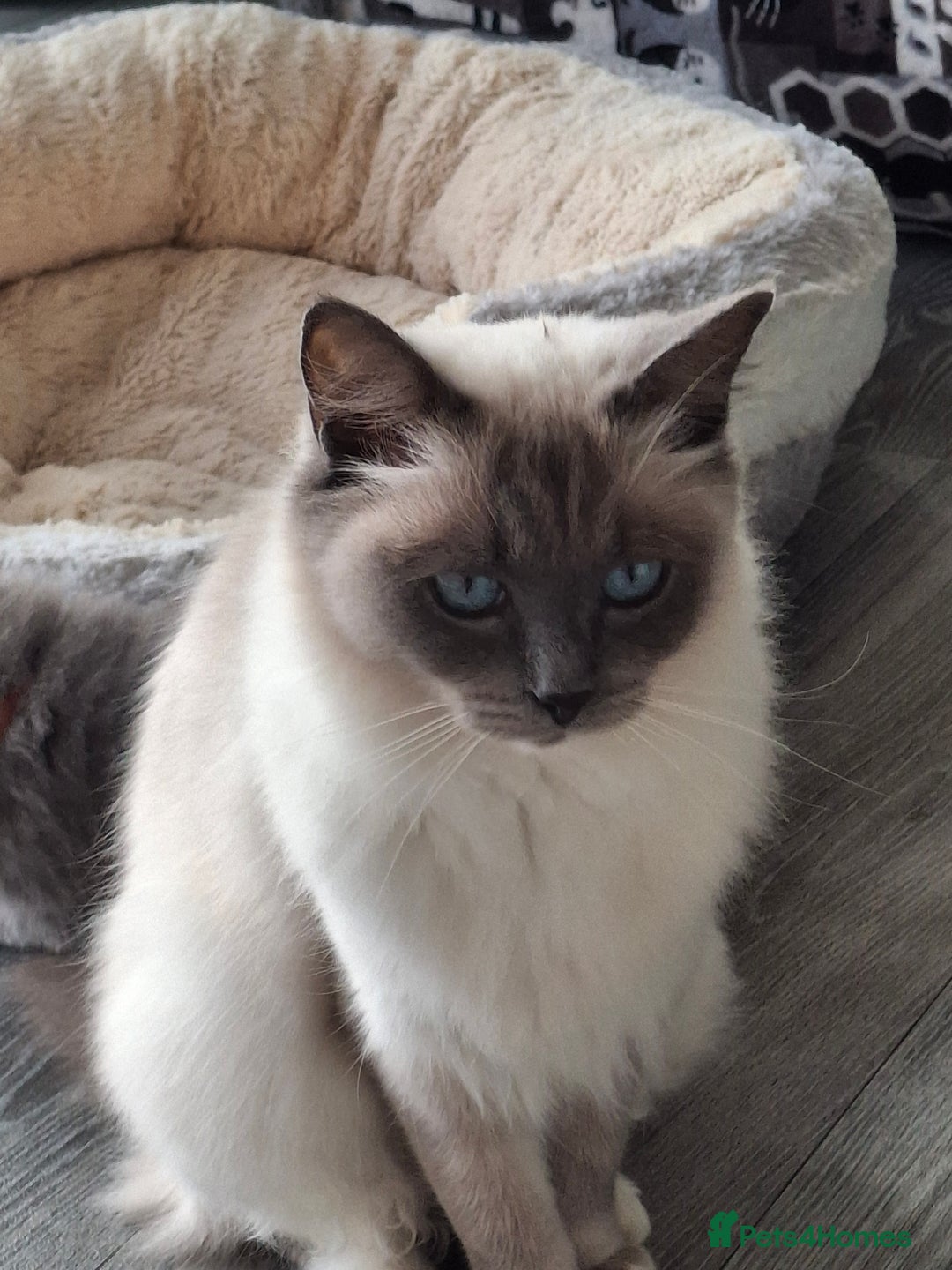 Ragdoll cats for sale: 2 x GCCF Registered Ragdolls for Sale - Image 18