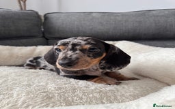 Miniature Dachshund dogs for sale: Adorable Miniature Dachshund Puppies  - Image 12