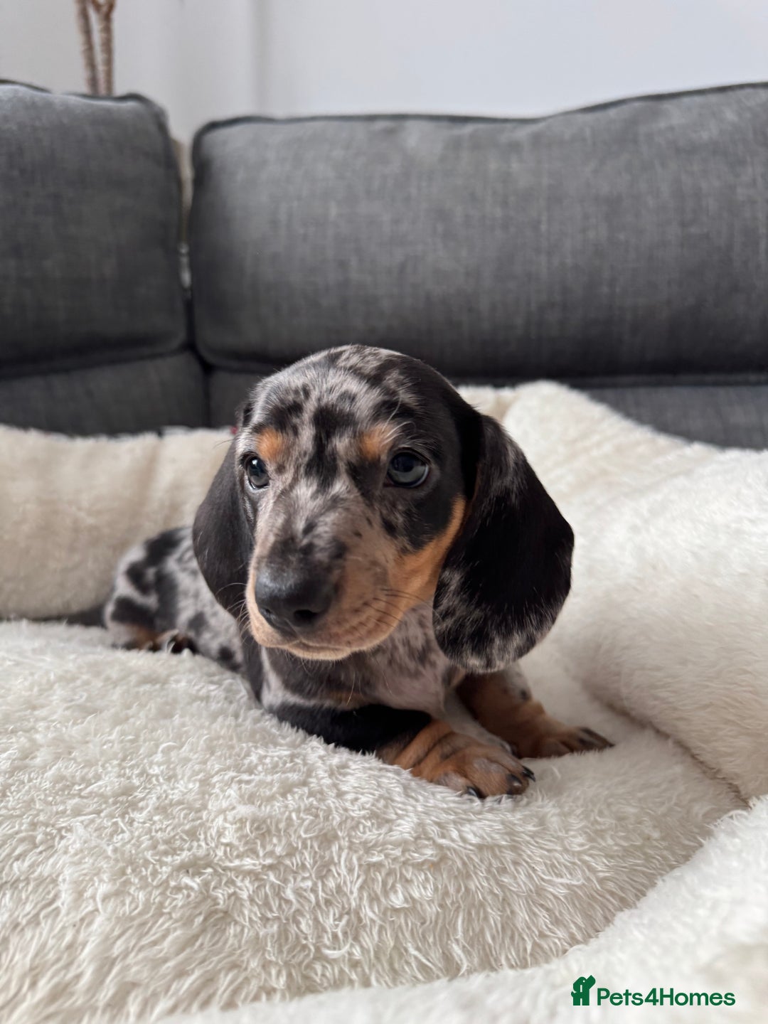 Miniature Dachshund dogs for sale: Adorable Miniature Dachshund Puppies  - Image 12
