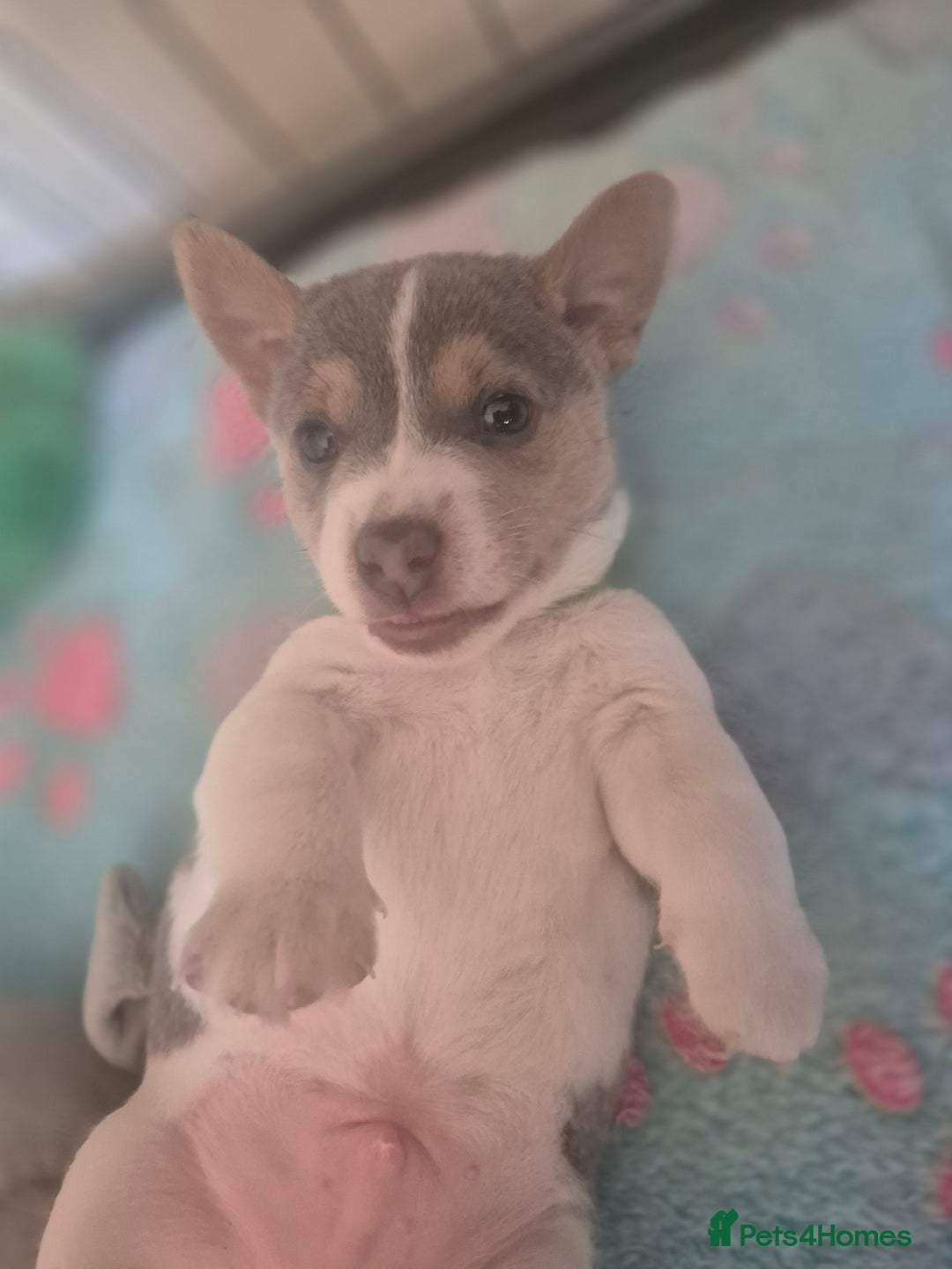 Jack Russell dogs for sale: Beautiful Blue tri miniature jack russells  - Image 18