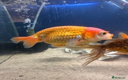 Fancy Goldfish fish for sale: 7 fancy gold fish for sale  - Image 1