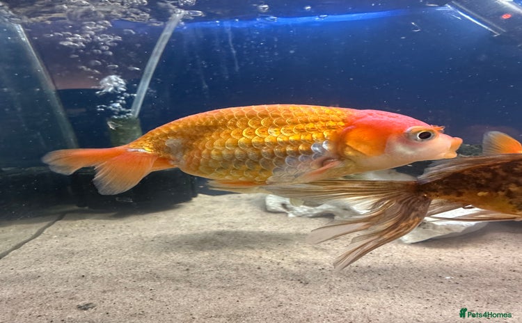 Fancy Goldfish fish - Advert 2