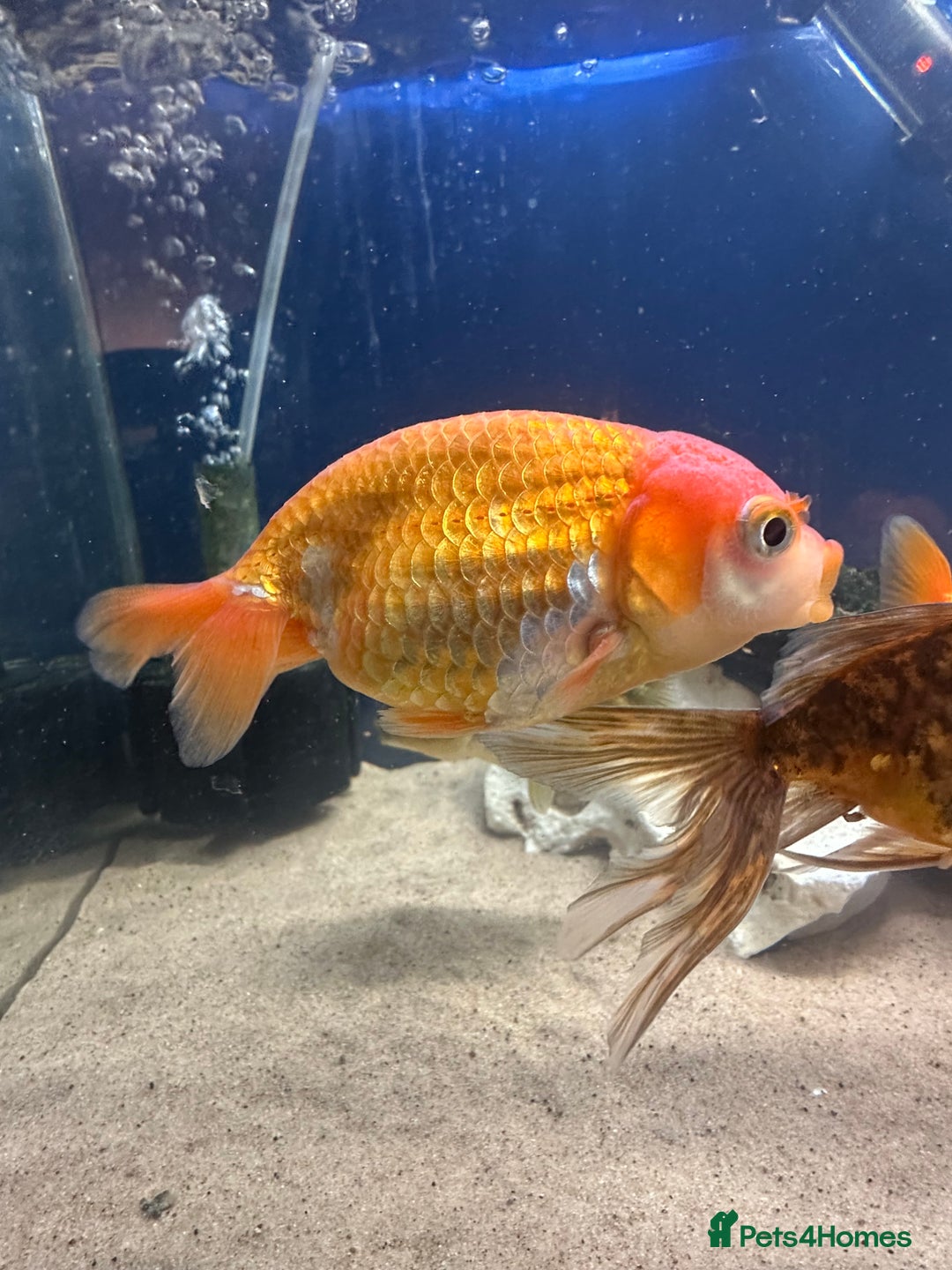 Fancy Goldfish fish for sale: 7 fancy gold fish for sale  - Image 1