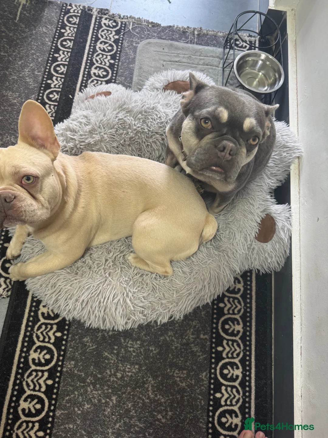 French Bulldog dogs for sale: 2 french bulldogs couples in London - Advert 1