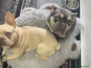 French Bulldog dogs 2 french bulldogs couples - Advert 3