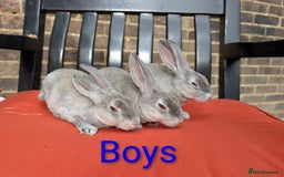 Rex rabbits for sale: Standard Rex REDUCED  - Image 4