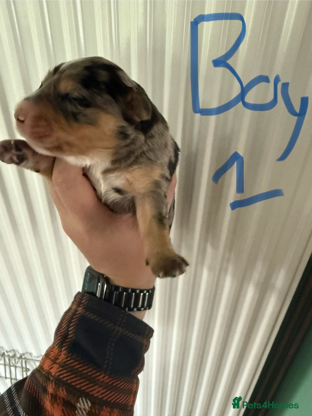 Mixed Breed dogs for sale: Blue merle and golden retriever puppies - Image 19