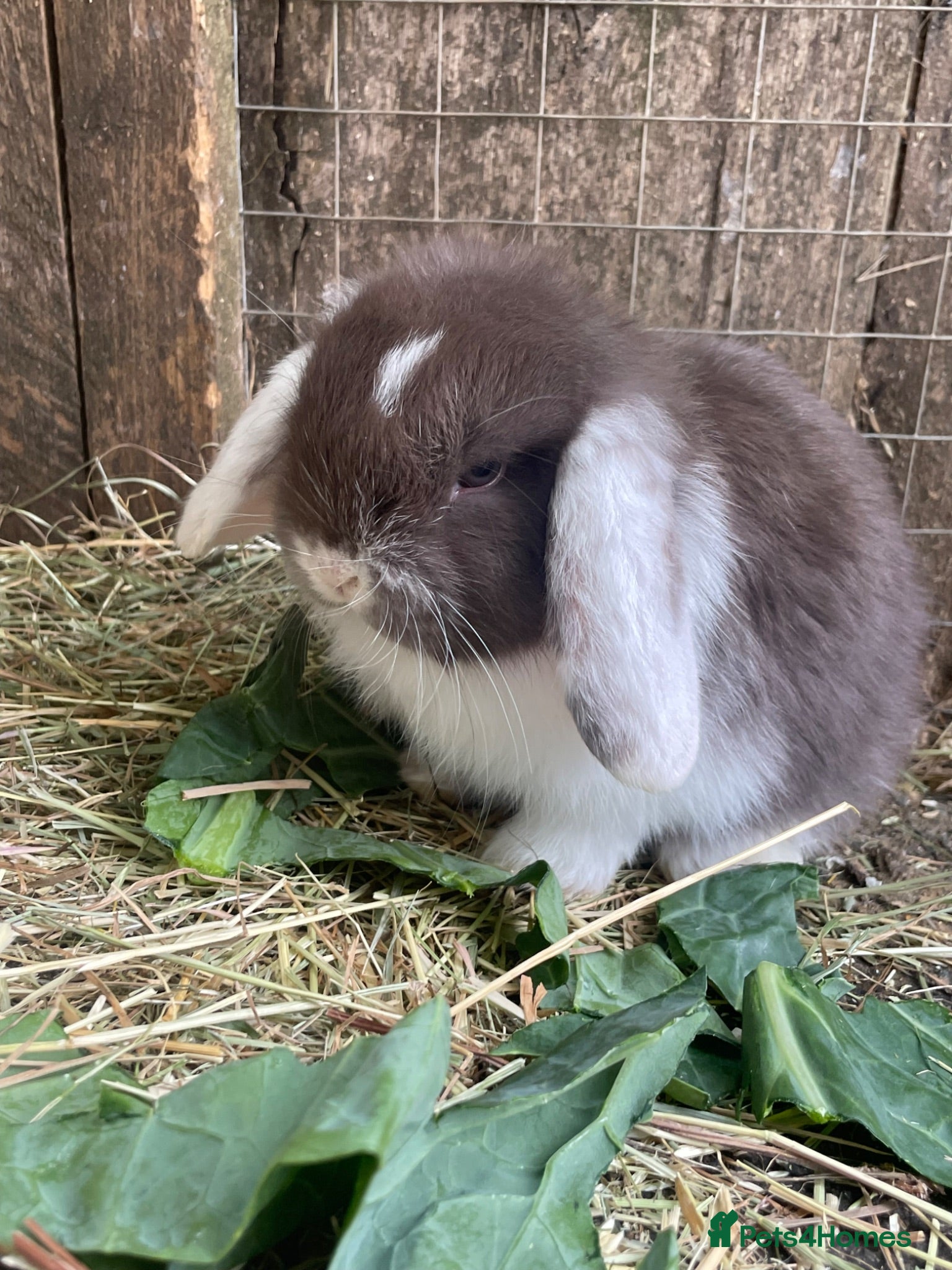 Mini Lop rabbits Beautiful mini lop babies  - Advert 1