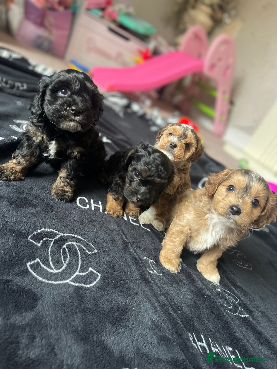 Cockapoo dogs for sale: 4 beautiful F1B Cockapoo puppies  - Image 1