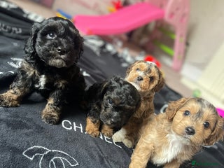 Cockapoo dogs - Advert 12