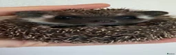 Pygmy Hedgehog rodents for sale: 5 Beautiful African Pygmy Hoglets –Boys & Girls in Manchester - Advert 2