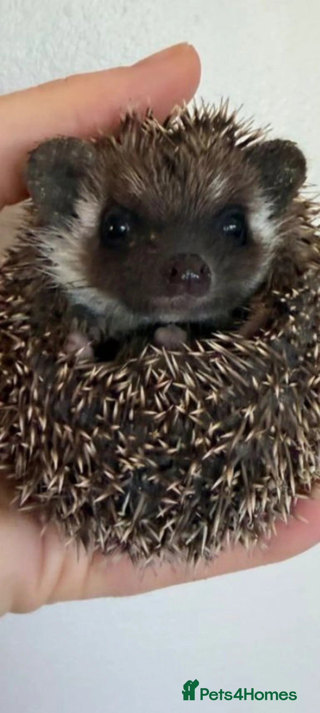 Pygmy Hedgehog rodents for sale: 5 Beautiful African Pygmy Hoglets –Boys & Girls in Manchester - Advert 2