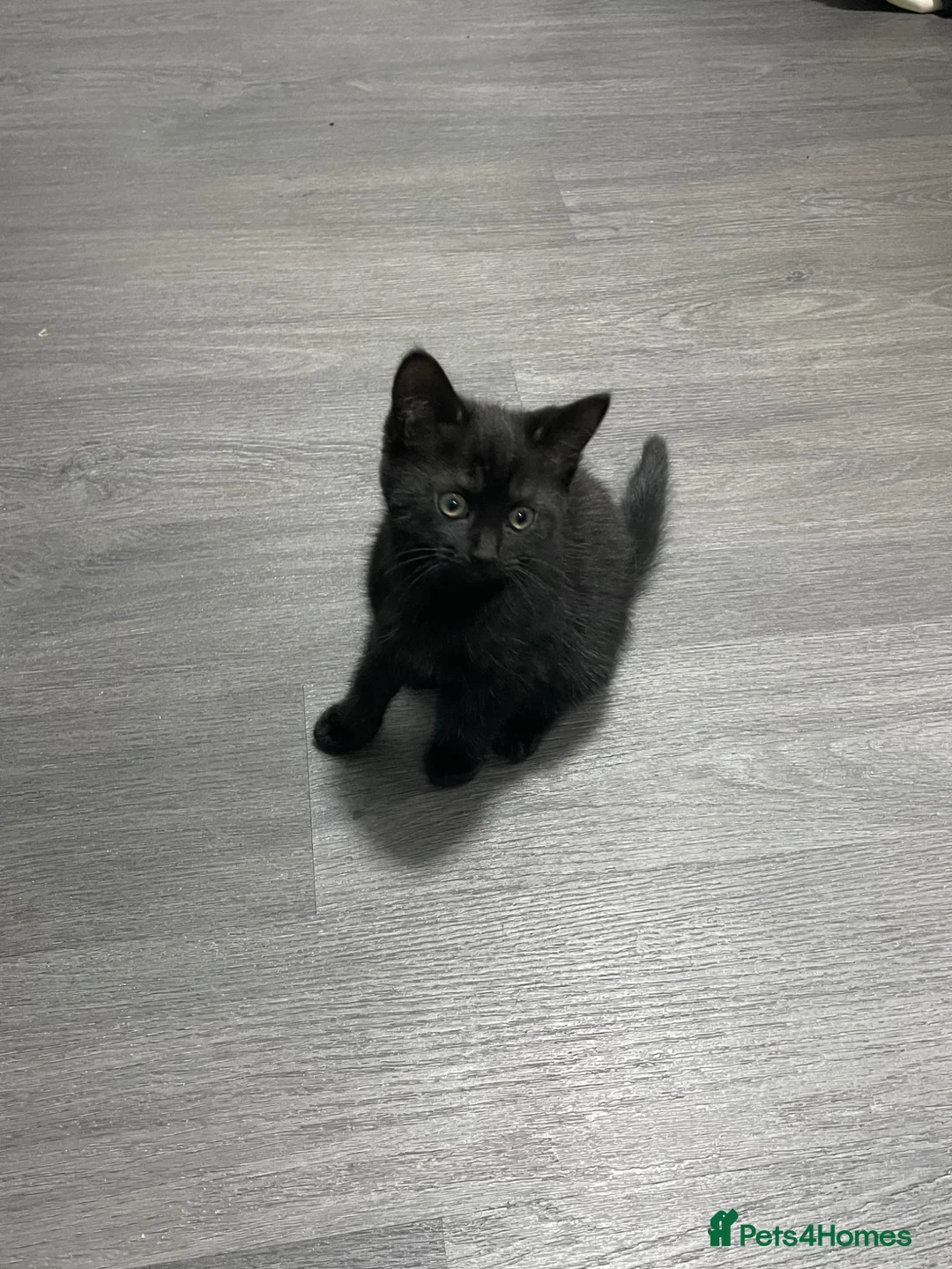 Mixed Breed cats for sale: Kittern - Advert 2