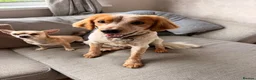 Cocker Spaniel dogs for stud: Beautiful Working Cocker Spaniel Stud Available - Advert 2
