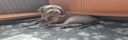 Weimaraner dogs for sale: Weimaraner blue in Hull - Advert 3
