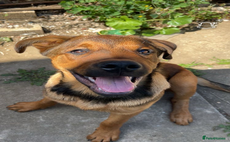 Mixed Breed dogs - Advert 6