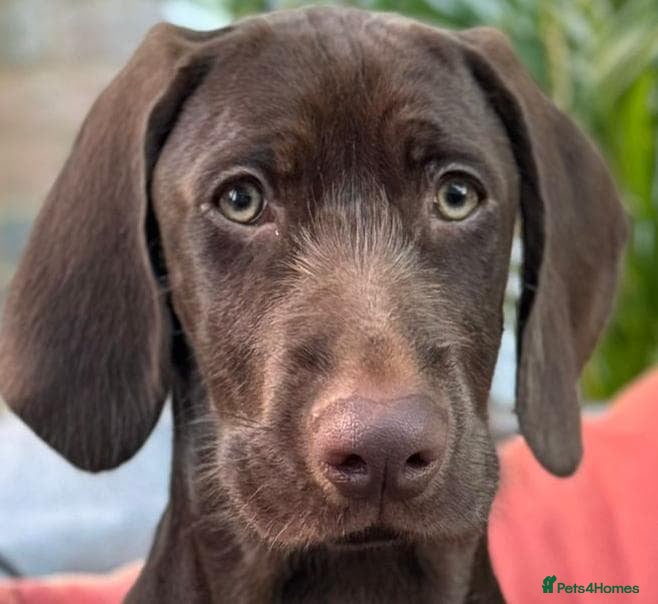 Mixed Breed dogs Chocolate puppies - Weimaraner x Vizsla - Advert 1