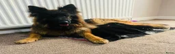German Shepherd dogs for sale: Kc Registered Long Haired German Shepherd Puppies - Advert 30