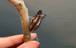 Mixed Breed invertebrates for sale: 5X Exotic Butterfly Chrysalises Tiger Swallowtails - Image 6