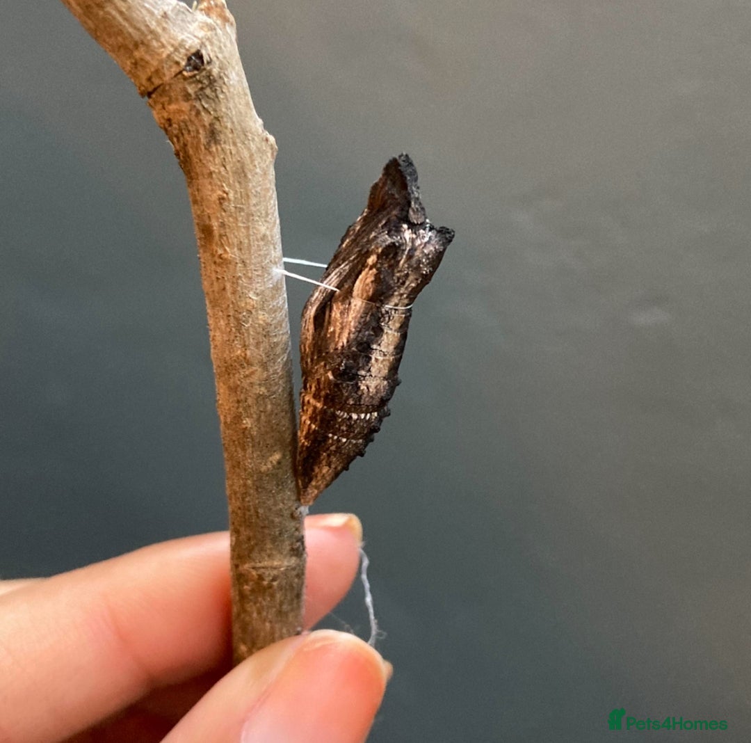 Mixed Breed invertebrates for sale: 5X Exotic Butterfly Chrysalises Tiger Swallowtails - Image 6