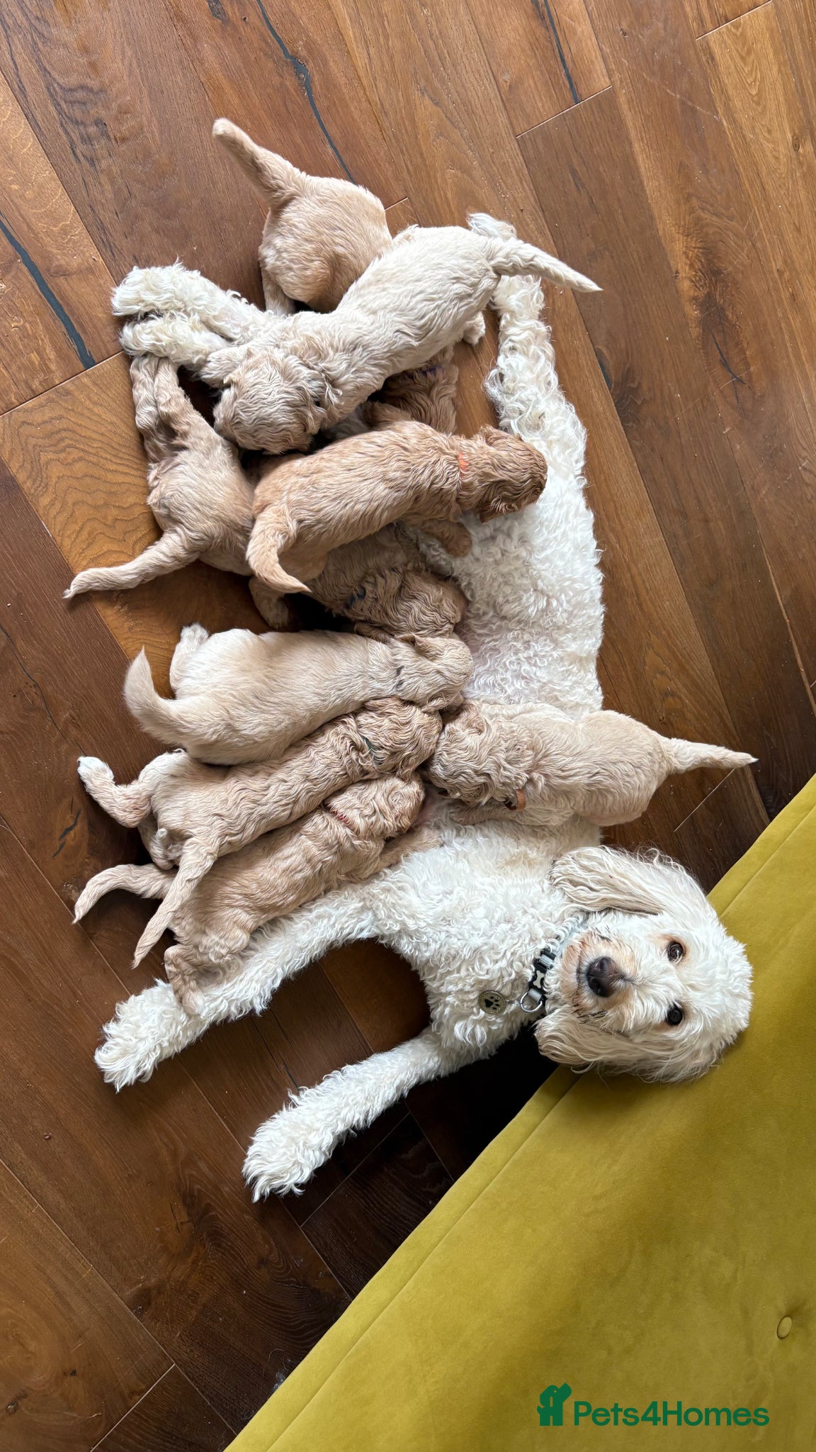 Goldendoodle dogs Golden doodle puppies from a loving home - Advert 2