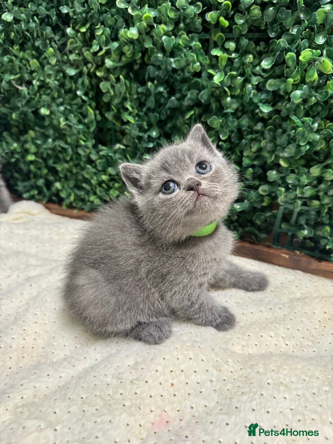 British Shorthair cats for sale: 💕British Shorthair Blue Kittens💕 - Advert 13