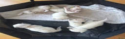 Ragdoll cats for sale: Ragdoll Kittens in Brighton - Advert 8