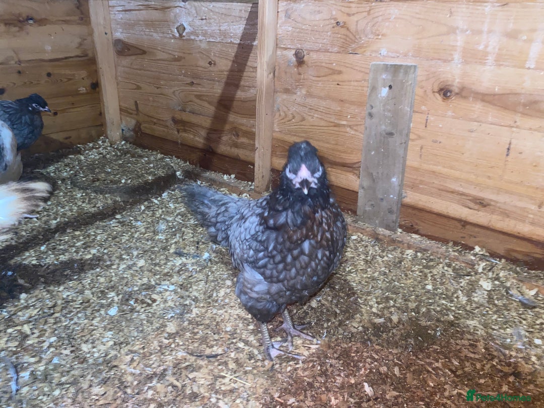 Chickens poultry for sale: Brahma, Serama, Light Sussex, hybrids - Advert 2