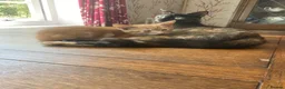 Mixed Breed cats for sale: Glorious Ginger Tom kitten  - Advert 7