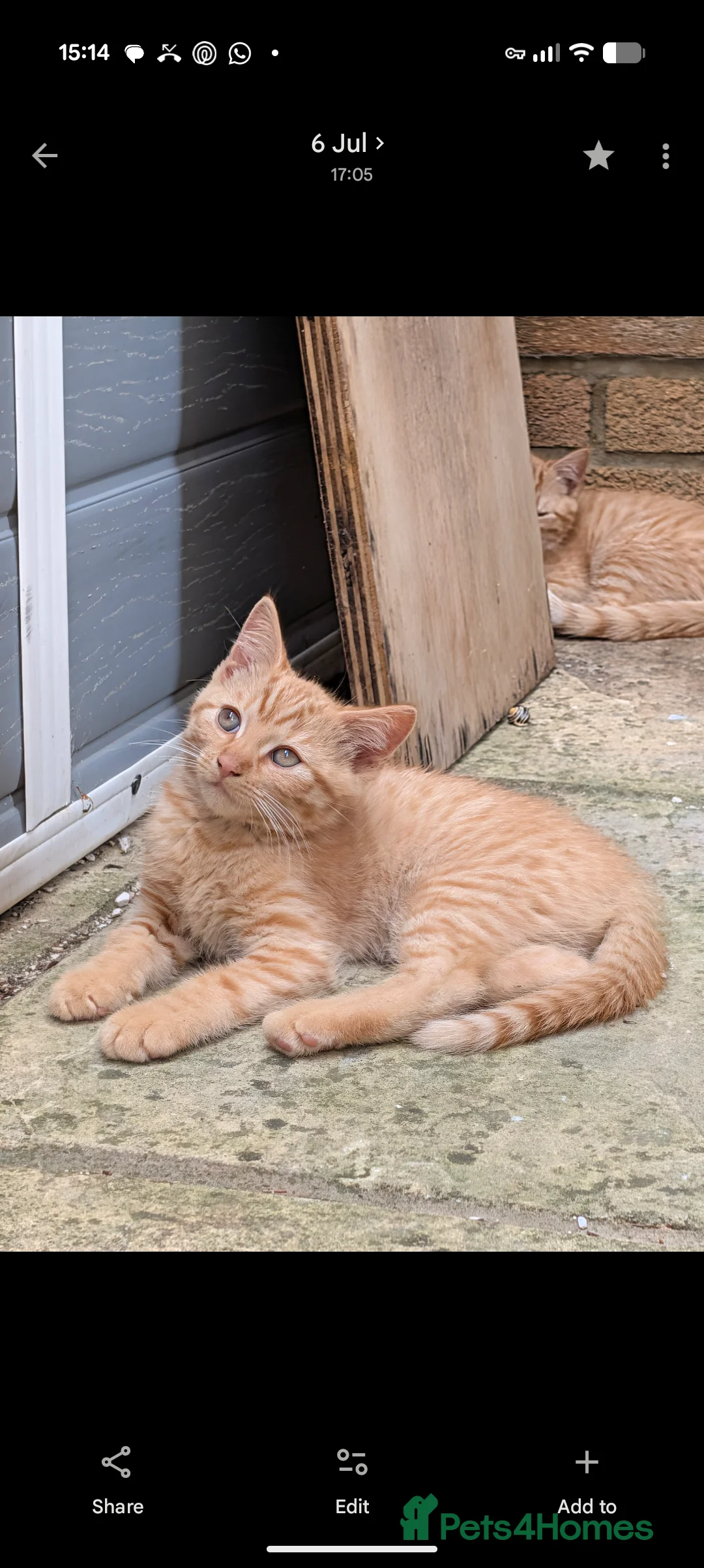 Mixed Breed cats for sale: Bengal/Norwegian kitten £250 price drop! - Advert 11