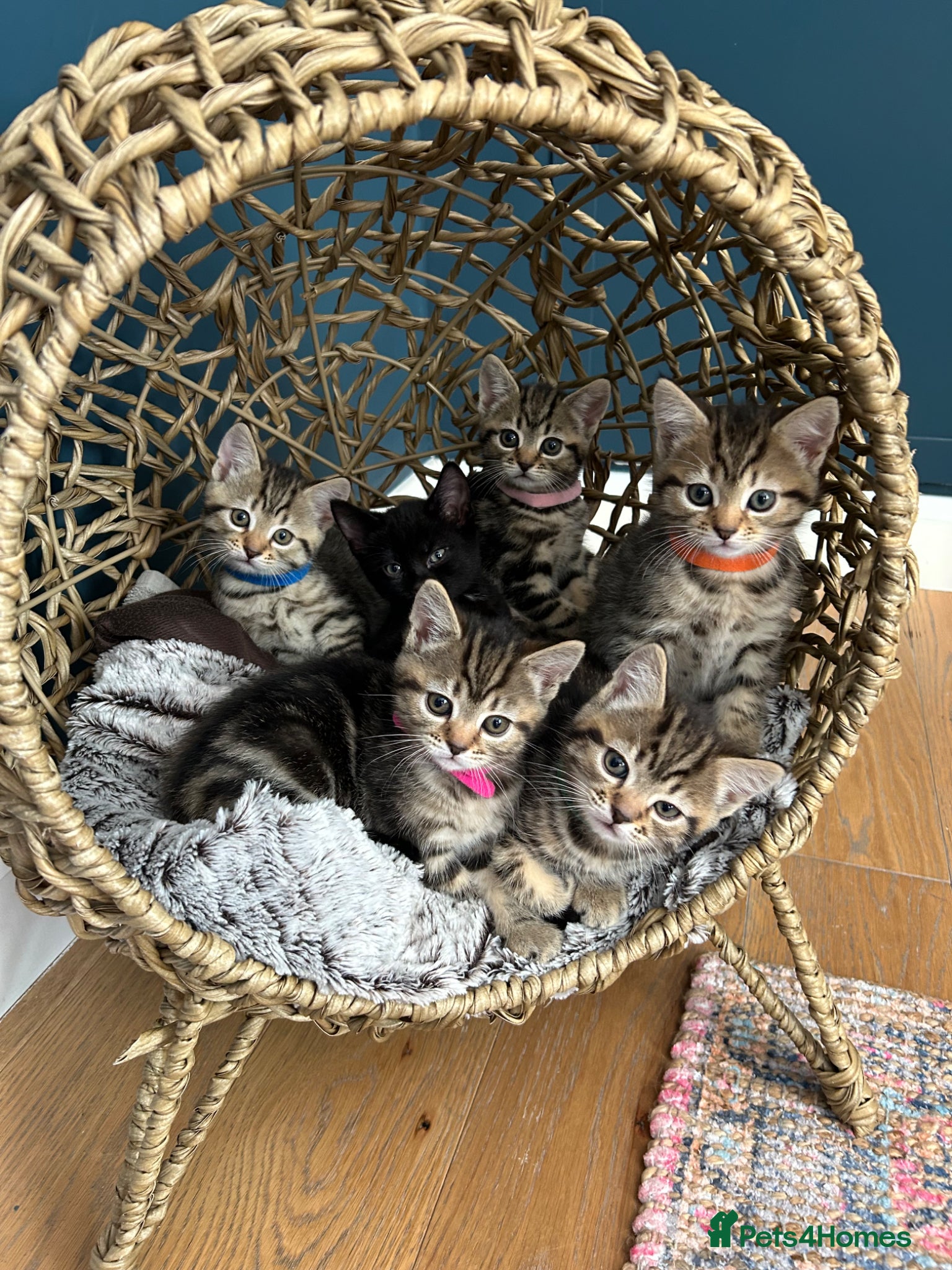 Mixed Breed cats Mixed tabby beautiful kittens  - Advert 4