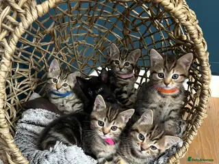 Mixed Breed cats Mixed tabby beautiful kittens - Advert 4