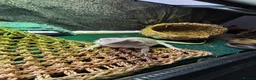 Bearded Dragon reptiles for sale: Zero Morph (RARE) Bearded Dragon in Ossett - Advert 5