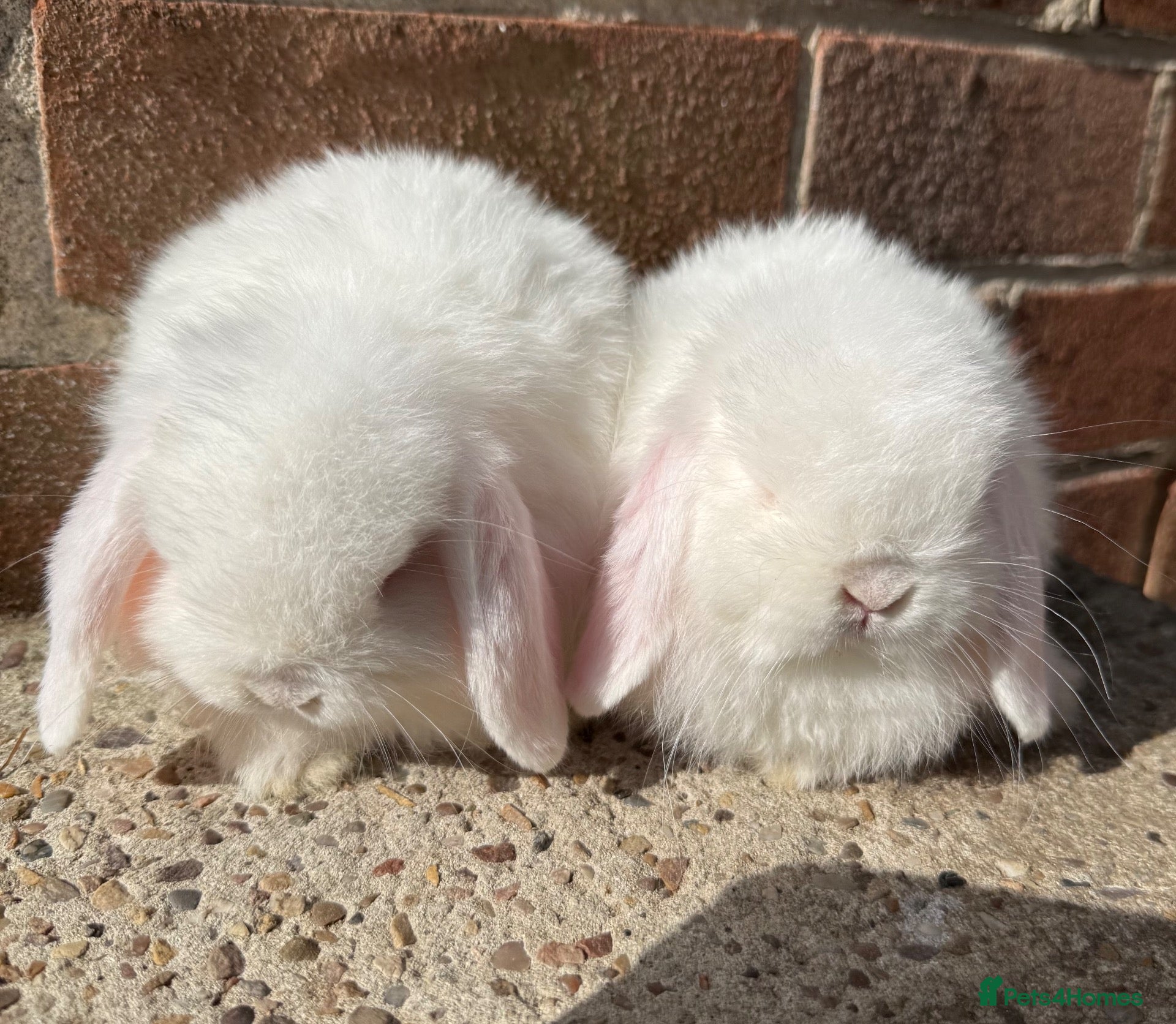 Mini Lop rabbits Excellent quality mini lops  - Advert 1