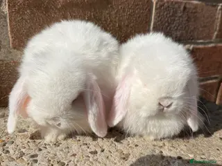 Mini Lop rabbits Excellent quality mini lops - Advert 1